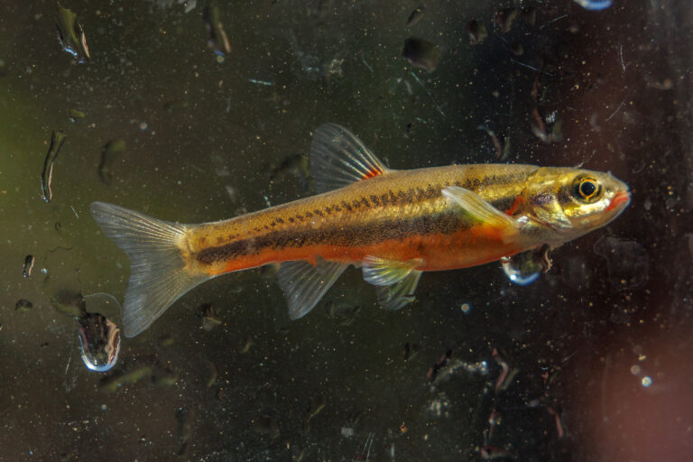 Laurel Dace - Doug Strickland/Tennessee Aquarium